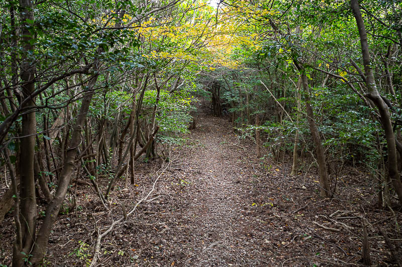Japan-Takamatsu-Hiking-Mount Inazumi - There were a lot of flat bits suitable for jogging, but there were a lot of spider webs and giant spiders, I had to walk with a stick in front of my f