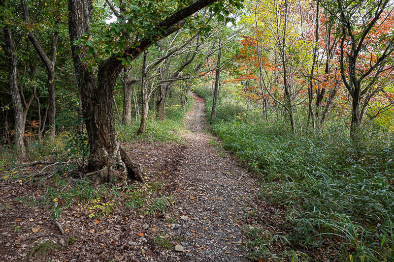 Japan-Takamatsu-Hiking-Mount Inazumi - There was a little bit of colour around, but autumn is late this year.
