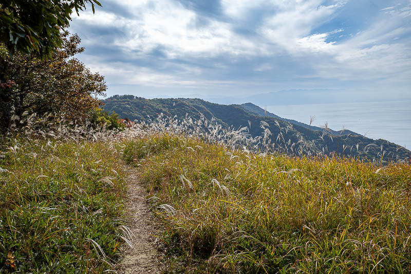 Japan-Takamatsu-Hiking-Mount Inazumi - Also a surprise wheat field.