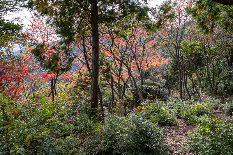 Japan-Takamatsu-Hiking-Mount Inazumi - Almost at the furthest point from the start where I will turn around, and it got colourful, I think some of the plants here have been planted delibera