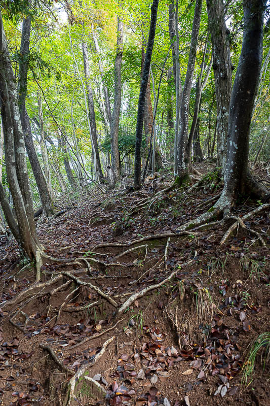 Japan-Tokyo-Hiking-Hachiokayama - There were also roots, I think of leeches hiding in leafy areas, but I really have no idea.