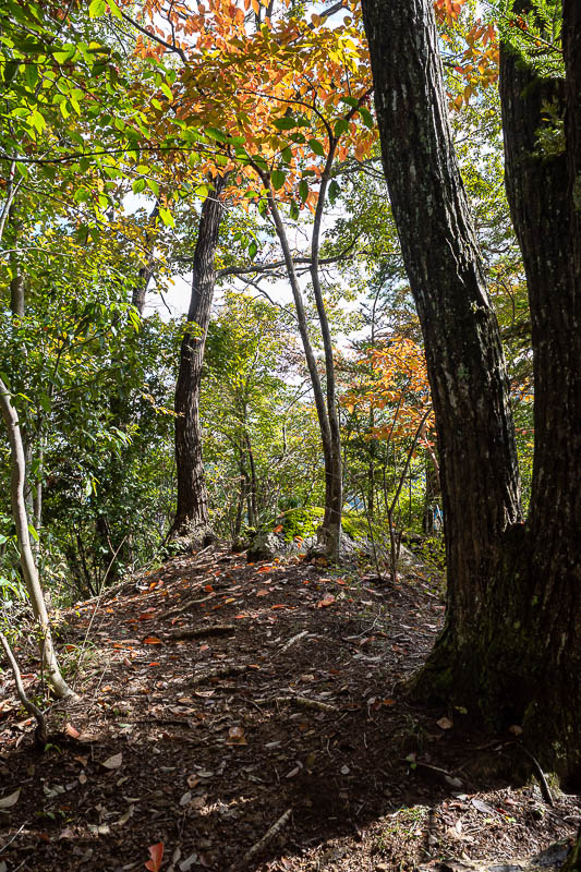 Japan-Tokyo-Hiking-Hachiokayama - No red leaves yet, but it was starting to get slightly sunny at times.