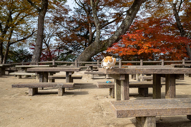 Japan-Okayama-Castle-Hiking - I found the cat! His guard takes him to several spots throughout the day to be adored by his fans. There are people either side of me taking photos to