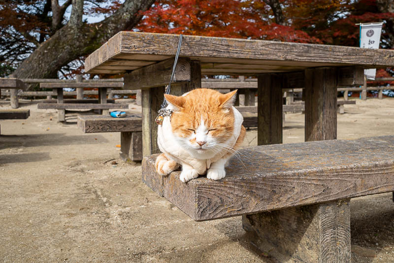Japan-Okayama-Castle-Hiking - Close up. I think he is quite old, and not really interested in much of anything.