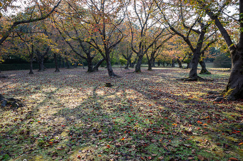 Trip 13 to Japan - October and November 2025 - Here is the plum grove, no garden is complete without one.