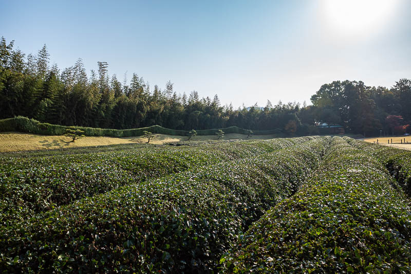 Trip 13 to Japan - October and November 2025 - This is another source of frustration. There is a tea plantation, which looks nice, but all the spots where you might be able to get a decent shot of 