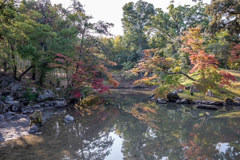 Trip 13 to Japan - October and November 2025 - A bit of colour with dirty water.