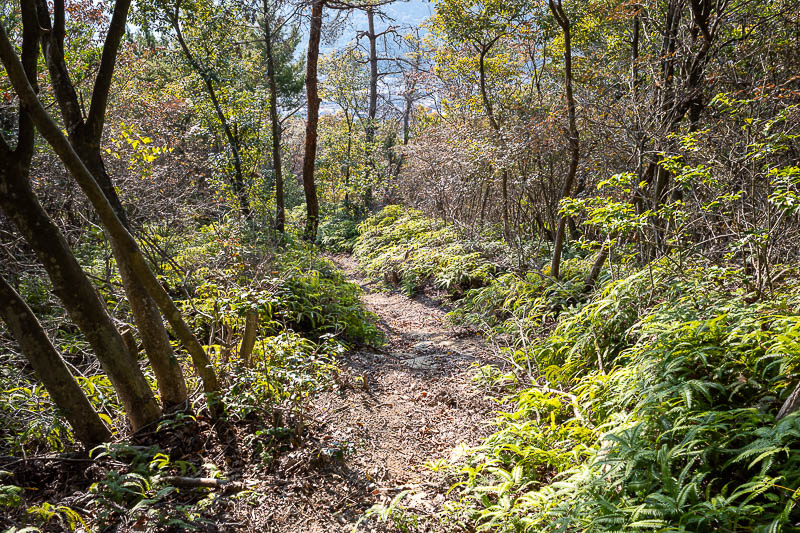 Trip 13 to Japan - October and November 2025 - Looking back down towards the town along the wonderful but very lonely and spider filled ferny path. I knocked at least 10 spiders down.