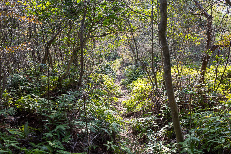 Trip 13 to Japan - October and November 2025 - This part of the trail appears to be rarely used (based on the spiders and overgrowth), but it is very nice the whole way.