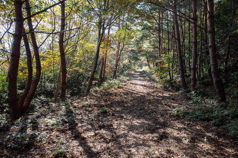 Trip 13 to Japan - October and November 2025 - After 2.5 hours, and at the top of the ridge, the path opens up to more of a forest trail, and then right near the shrines, an actual road. It made fo