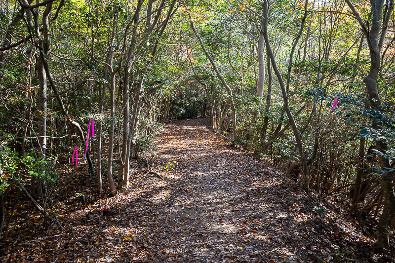 Trip 13 to Japan - October and November 2025 - I continued north in the direction I had been travelling all day to go down the far side of the mountain range. This side is much more user friendly, 