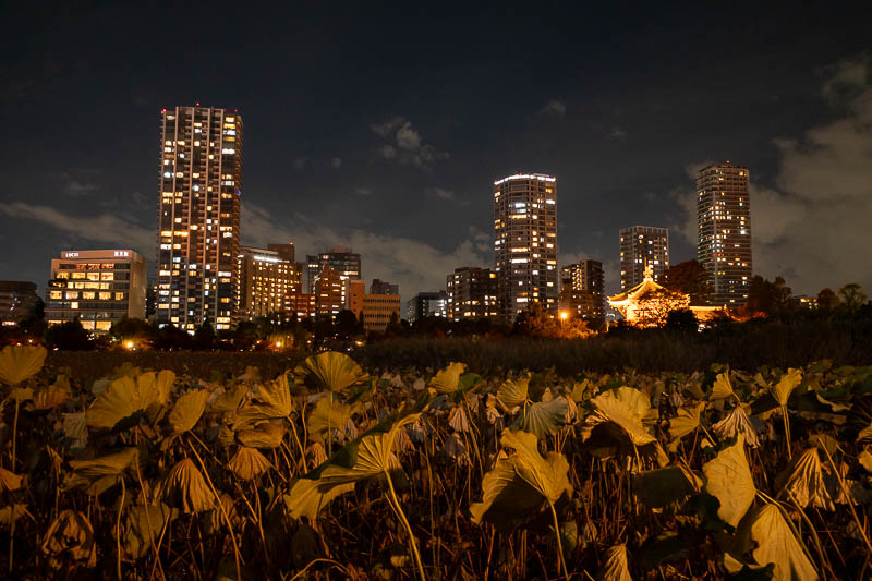 Japan-Tokyo-Ueno-Tempura - Behold, the dead lilies at Ueno. Not as dead as I expected. Takamatsu ones were deader.