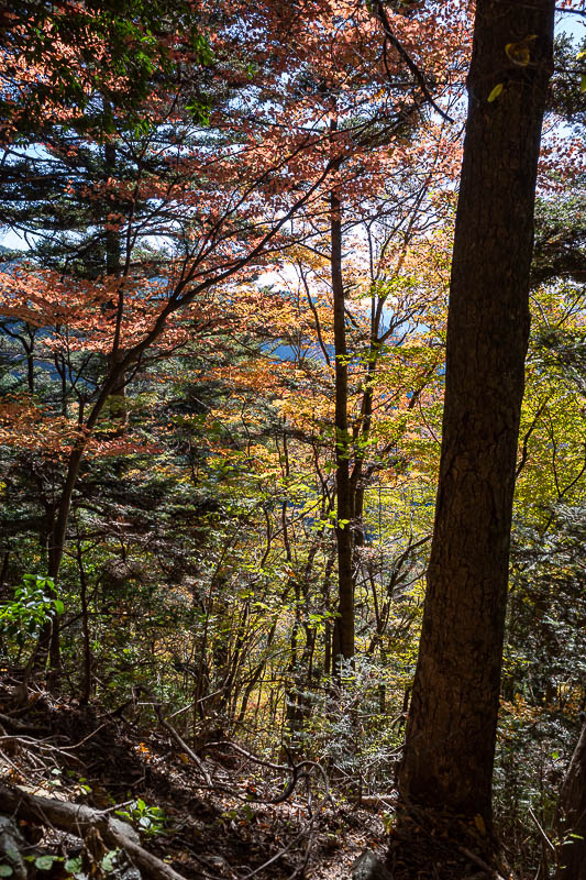 Japan-Tokyo-Hiking-Mount Odake - Some good colour starting to appear.