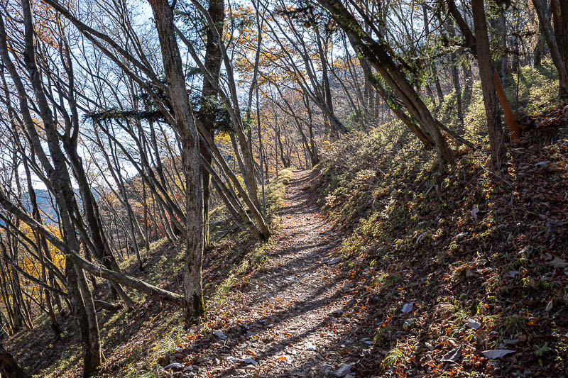 Japan-Tokyo-Hiking-Mount Odake - I took a detour up a less quad bike friendly trail and was rewarded with the low bamboo that I always seek out.