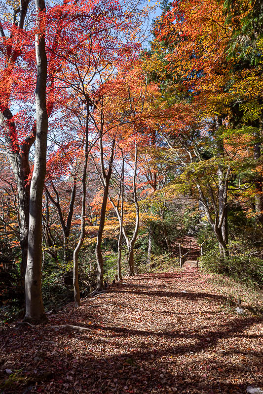Japan-Tokyo-Hiking-Mount Takamizu - Although here is the bridge. Once you are on top of the wall the trees here are the most colourful, once again suggesting they are deliberately plante