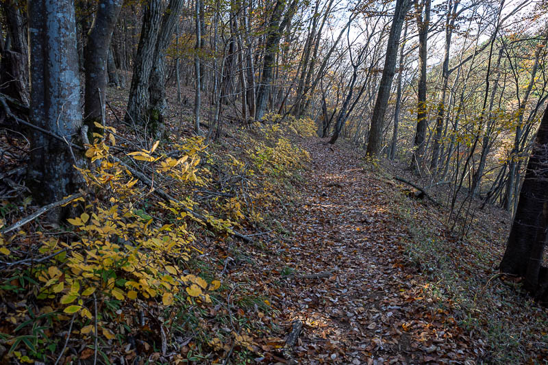 Japan-Tokyo-Hiking-Mount Takamizu - The trail between the peaks is relatively flat.