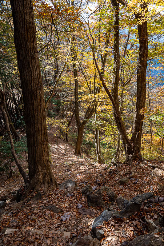 Japan-Tokyo-Hiking-Mount Takamizu - The day consisted of coloured leaves and logging regions, swapped out for each other regularly.