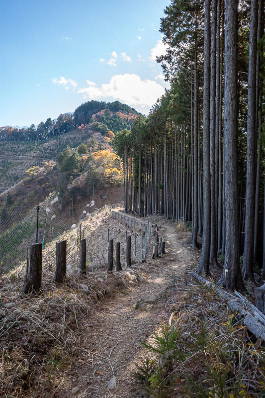 Japan-Tokyo-Hiking-Mount Takamizu - The logged area made for quick progress.