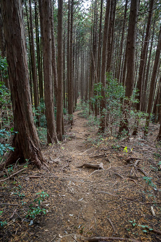 Japan-Tokyo-Hiking-Mount Takamizu - The path down was different to last time, but basically forest areas that will one day be logged.