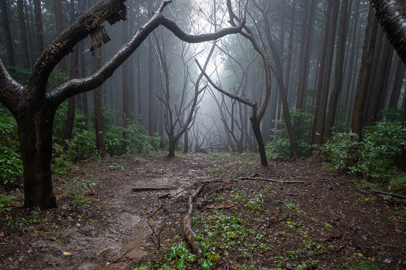 Japan-Tokyo-Hiking-Kasama-Wakaguni - Far away low foggy mountain