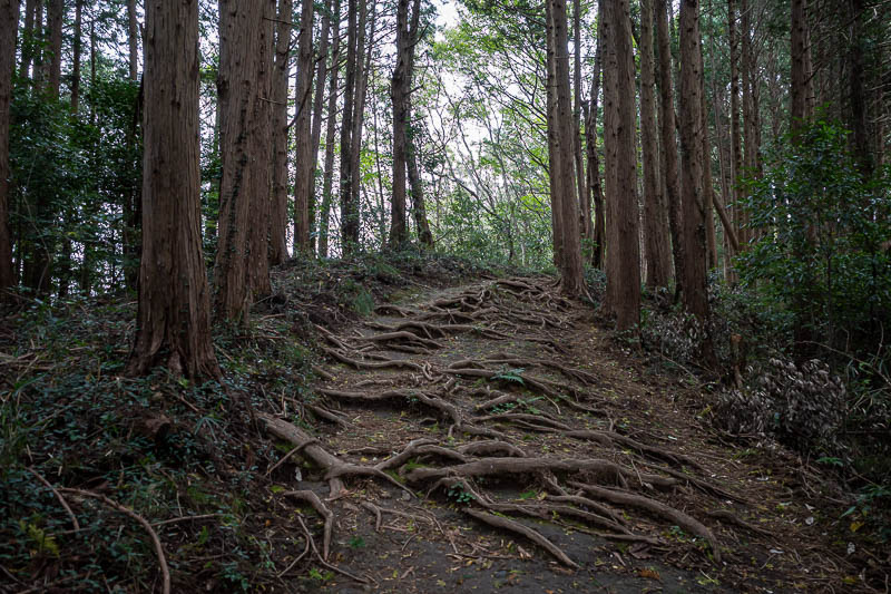 Japan-Tokyo-Hiking-Iwafuneyama-Koishiyama - Roots.