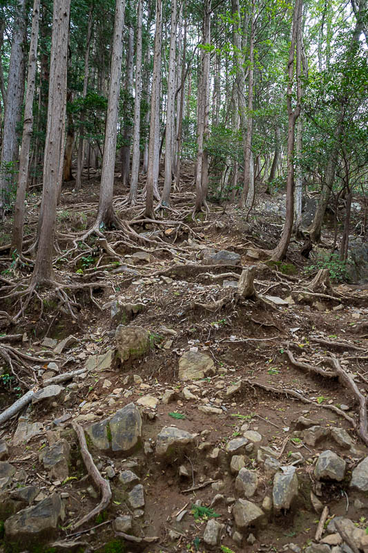 Japan-Tokyo-Hiking-Iwafuneyama-Koishiyama - Roots AND rocks. Ankle destroying opportunities intensify.