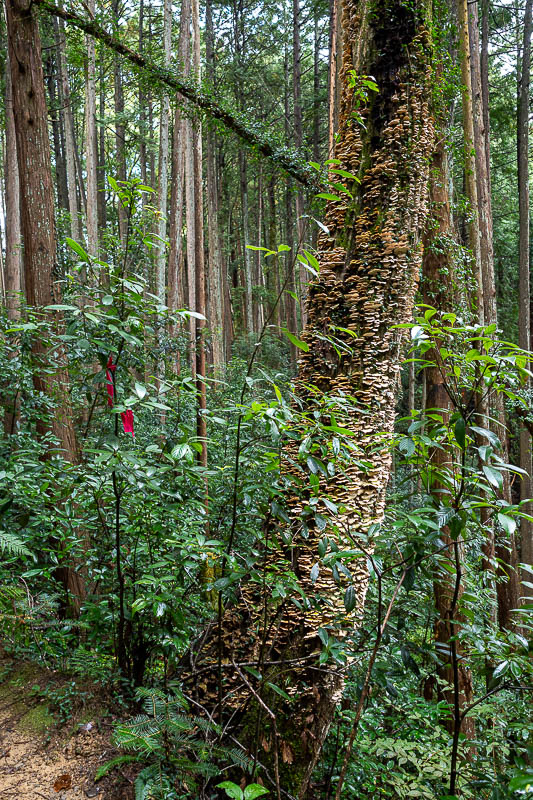 Japan-Tokyo-Hiking-Mitake-Hinodesan - Lots of trees covered in fungal spores.