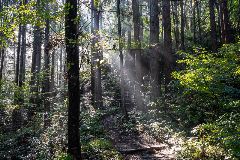 Japan-Niigata-Hiking-Bodaijiyama - The wet leaves and ground also make for some god rays in the mist.
