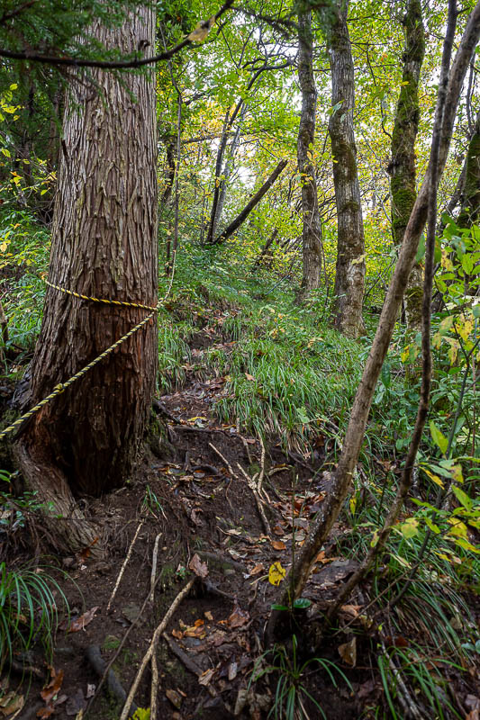 Japan-Niigata-Hiking-Bodaijiyama - As mentioned, I diverted up a ridge, with ropes, hand over hand, very steep.