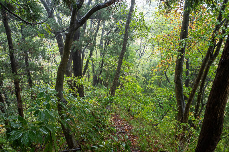 Japan-Niigata-Hiking-Bodaijiyama - Then the rain came, suddenly, and I got so wet I might as well have fallen in a river. I put my camera away as best I could after taking this photo.
