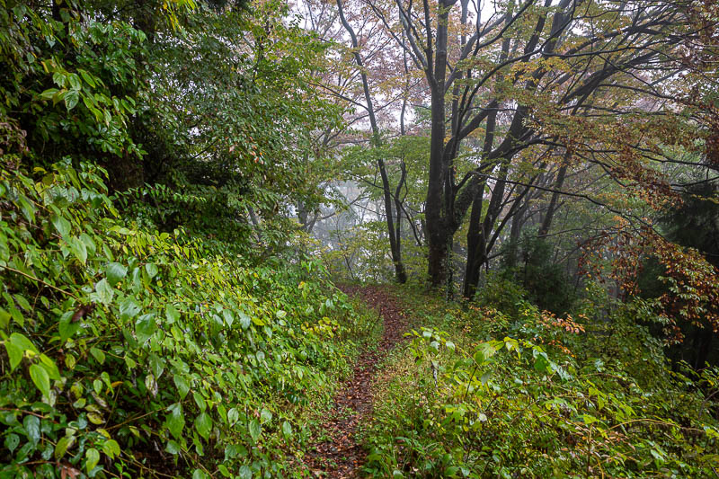 Japan-Niigata-Hiking-Bodaijiyama - Time for some nice misty, leafy trails.