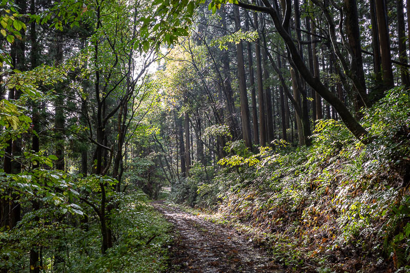 Japan-Niigata-Hiking-Bodaijiyama - I briefly re joined a forest road as the sun came out.