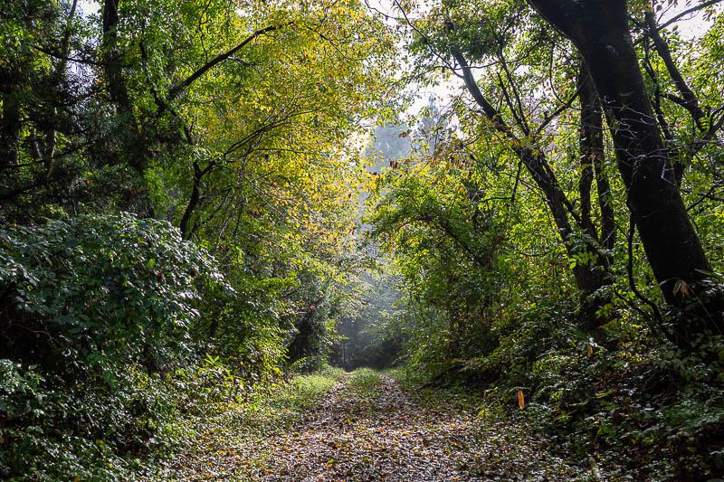 Japan-Niigata-Hiking-Bodaijiyama - No leaf colours yet, but the sunlight through the leaves and mist was good enough.