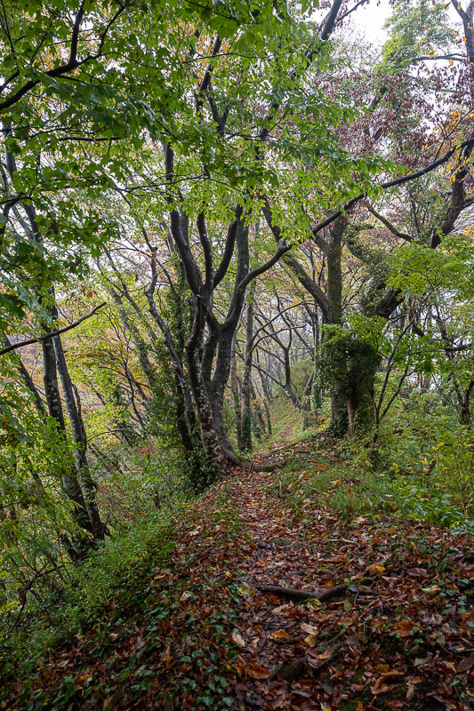 Japan-Niigata-Hiking-Bodaijiyama - Really nice path on the back end of this hike.