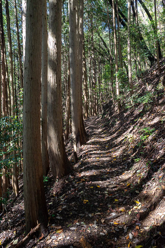 Japan-Tokyo-Hiking-Mitake-Hinodesan - The path is very developed, which is one of the reasons I chose it for today, in case it started raining, which it did not.