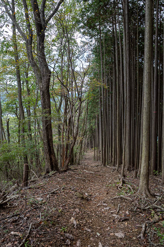 Japan-Tokyo-Hiking-Mitake-Hinodesan - The path down was logging forest on one side only, and very lonely.