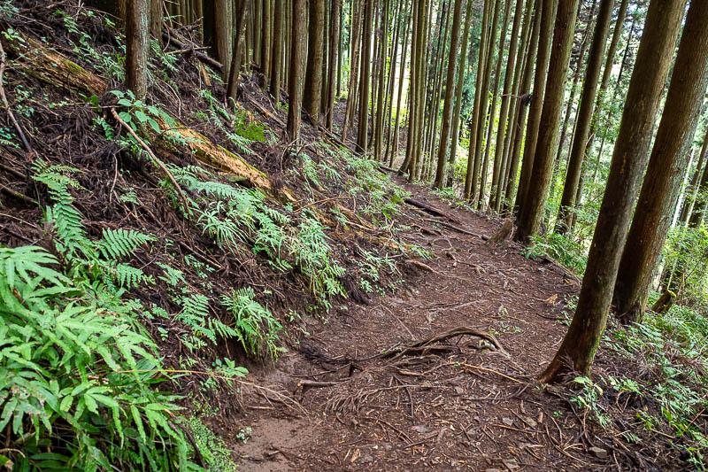 Japan-Tokyo-Hiking-Mitake-Hinodesan - Eventually, ferns.