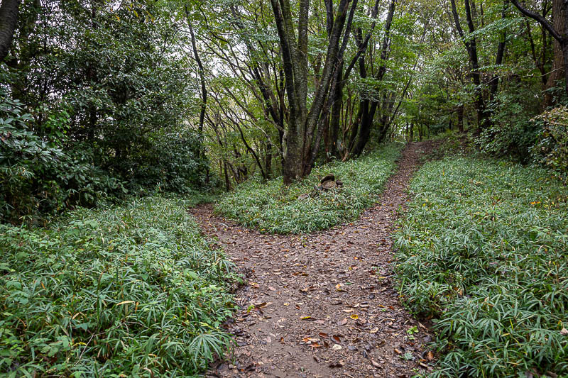 Japan-Tokyo-Hiking-Kasama-Wakaguni - I am glad I had downloaded the map from yamap, no signs, and a fork! A bit strange as there was lots of signage generally.