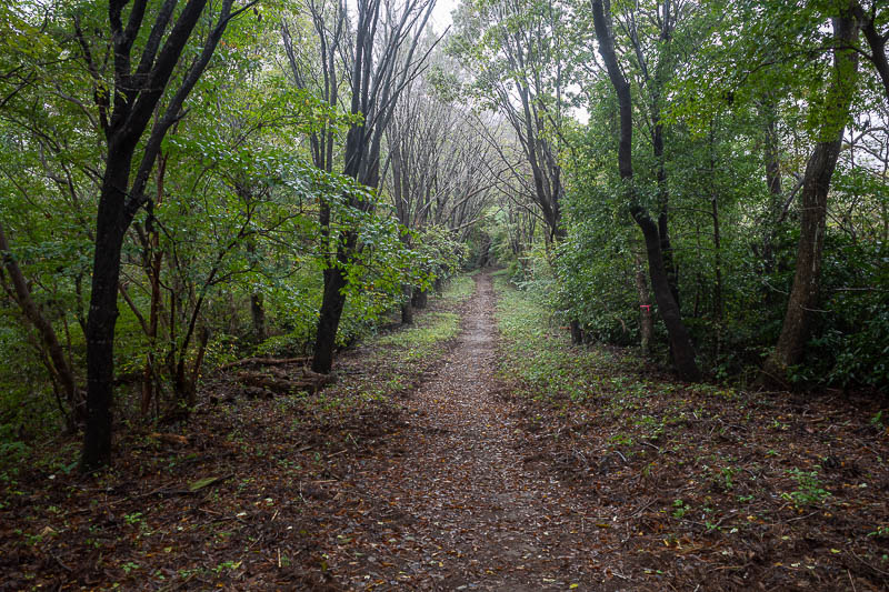 Japan-Tokyo-Hiking-Kasama-Wakaguni - Fog starting. The path was very well maintained for about 90% of the trail.