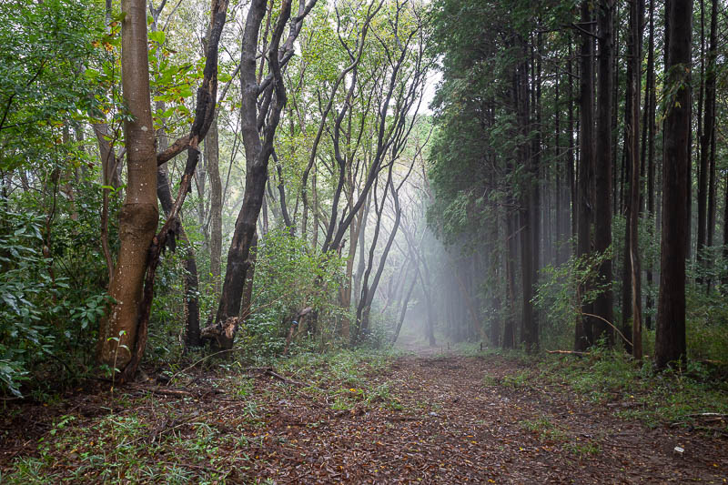 Japan-Tokyo-Hiking-Kasama-Wakaguni - Now we get into some great fog. Photos seem to make it seem less foggy.