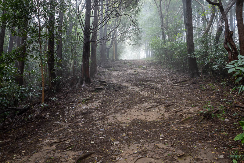 Japan-Tokyo-Hiking-Kasama-Wakaguni - Very wide trail, reducing the chance of bear attack.