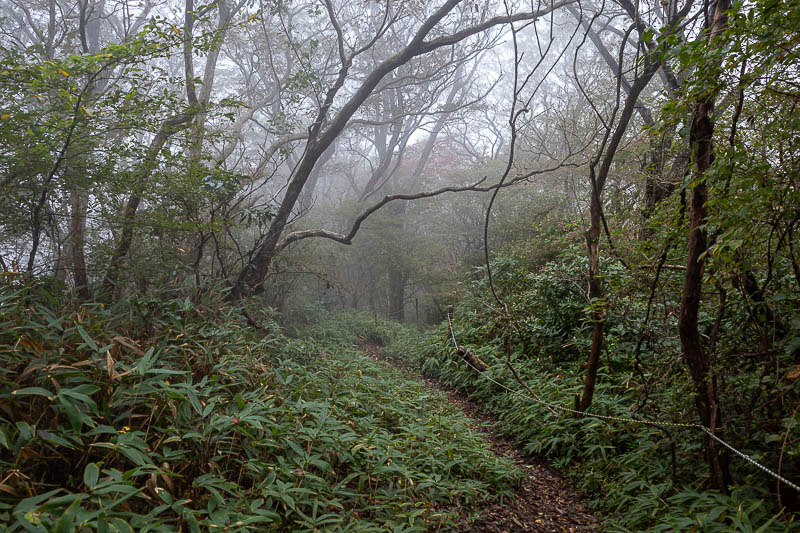 Japan-Tokyo-Hiking-Kasama-Wakaguni - Now the trail got ferny, and it started to rain a bit.
