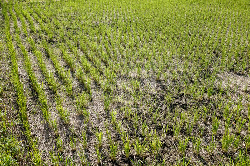 Japan 2015 - Tokyo - Nagoya - Hiroshima - Shimonoseki - Fukuoka - I was surprised to see rice planted here, the soil all looks badly contaminated.