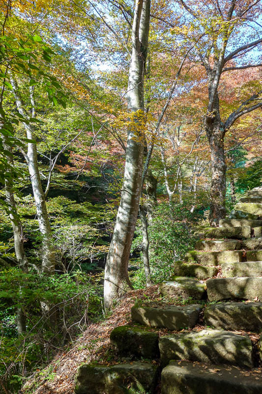 Japan 2015 - Tokyo - Nagoya - Hiroshima - Shimonoseki - Fukuoka - The leaves were a rewarding kaleidescope if thats your thing.