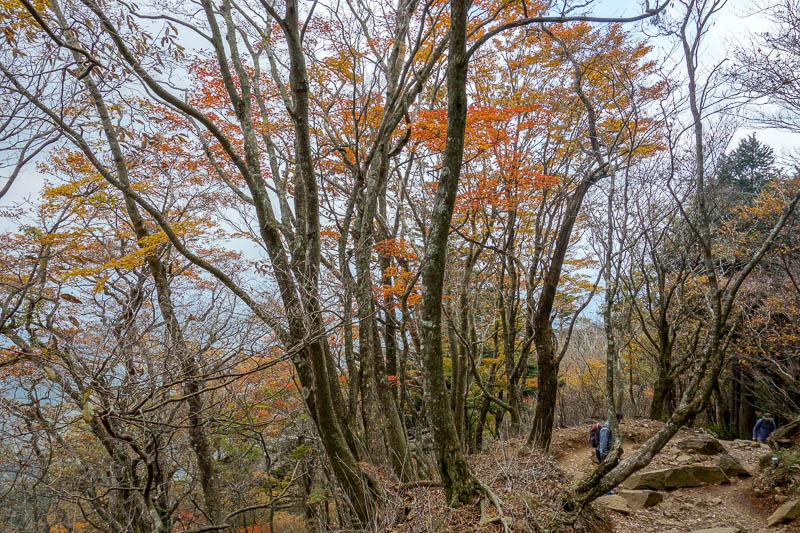 Japan-Tokyo-Hiking-Mount Oyama-Autumn - Now we jump to the moment I realised I had been taking photos that had not saved, by which time I was half way down again and the cloud had arrived. S