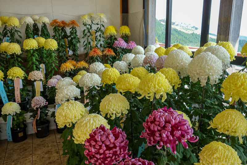 Japan 2015 - Tokyo - Nagoya - Hiroshima - Shimonoseki - Fukuoka - Inside the temple was a flower display, I have seen a few the same around Japan the last few days. If you like flowers you will like todays update.