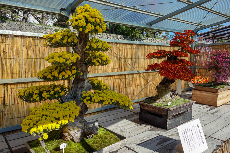 Japan-Nagoya-Castle-Curry-Flowers - I was amazed by these bonsai flower things.