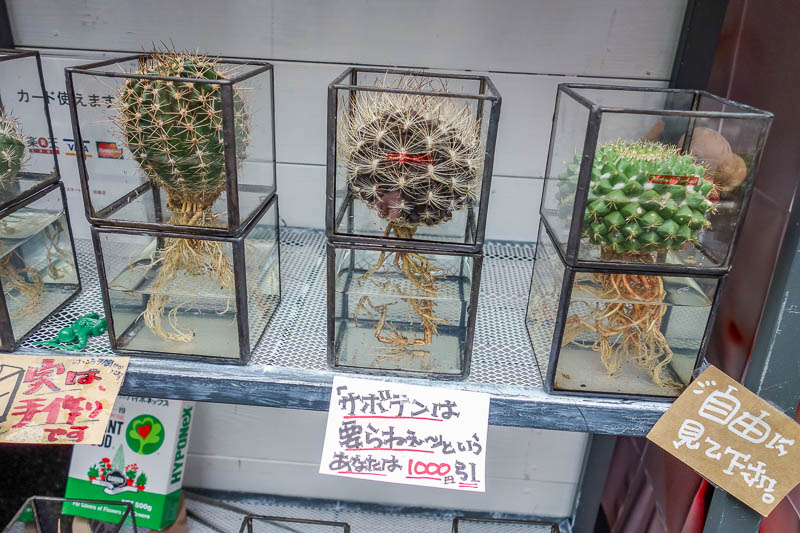 Japan 2015 - Tokyo - Nagoya - Hiroshima - Shimonoseki - Fukuoka - Cactus in a cube was pretty cool.