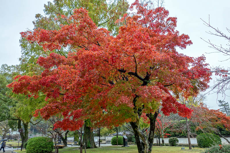 Japan-Iwakuni-Bridge-Rain-Hiking - The samurai compound has many nice trees and gardens.
