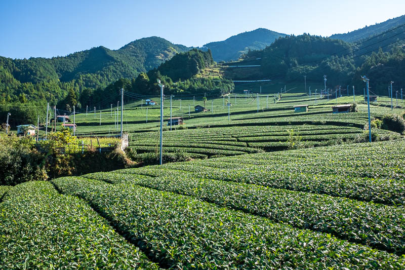 Japan-Shizuoka-Hiking-Mount Ryuso - First I headed up through the amazing tea plantations, almost hyperventilating with excitement. I dont think I have ever seen tea before? Not like thi